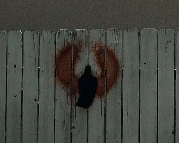 لحظه شکار حیوانات وحشی