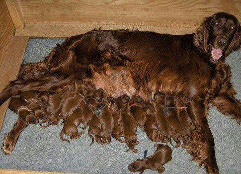 فیلم زایمان سگ تریر,زایمان سگ پامرانین,مراحل زایمان سگ,زایمان سگ ژرمن,مدت زایمان سگ,فیلم زایمان سگ شیتزو,علائم زایمان سگ,هنگام زایمان سگ