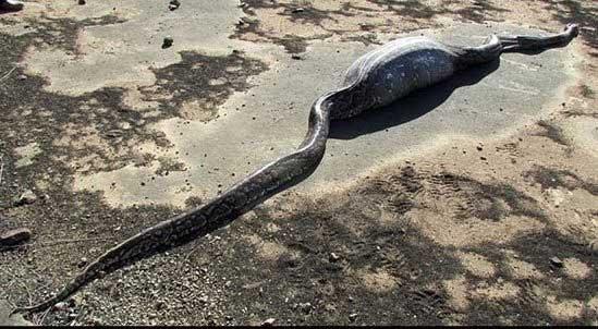 کشته شدن مار با قورت دادن خارپشت