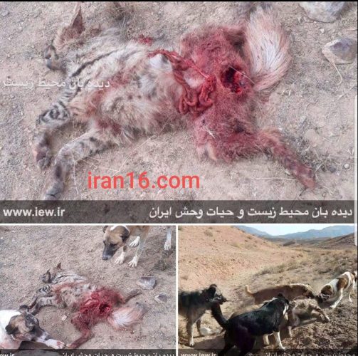 آلت تناسلی کفتار