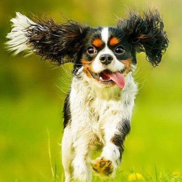 تعبیر خواب سگ