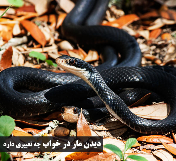 تعبیر خواب مار + دیدن مار در خواب چه تعبیری دارد 1 تعبیر خواب مار