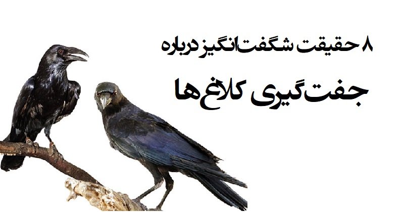 جفت گیری کلاغ