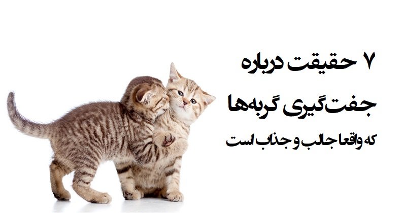 جفت گیری گربه ها