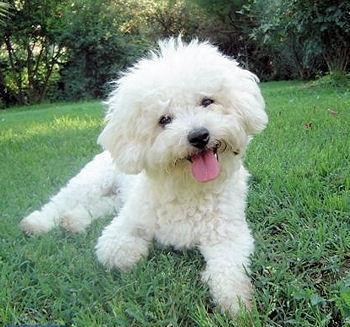 عکس سگ پشمالو سفید (4)