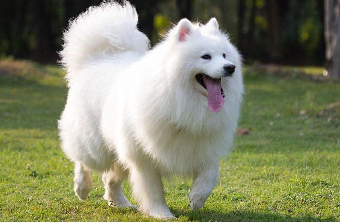 عکس سگ پشمالو سفید (4)