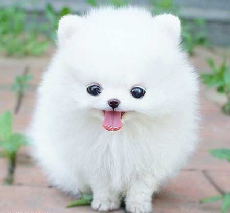 عکس سگ پشمالو سفید (4)