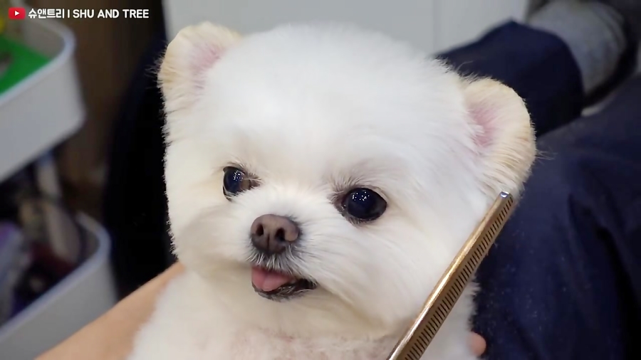 عکس سگ پشمالو سفید (4)