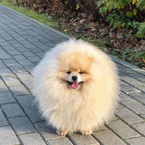 عکس سگ پشمالو سفید (4)