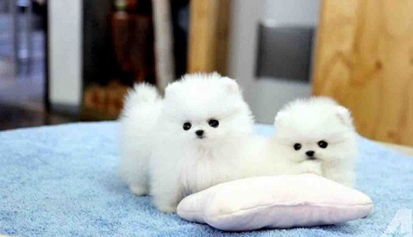 عکس سگ پشمالو سفید (4)