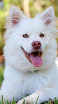 عکس سگ پشمالو سفید (4)