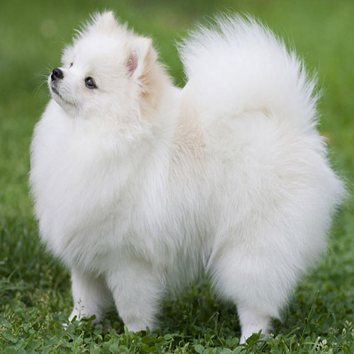 عکس سگ پشمالو سفید (4)