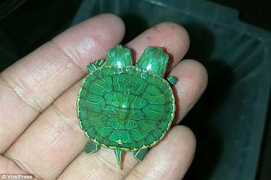 لاک پشت دو سر