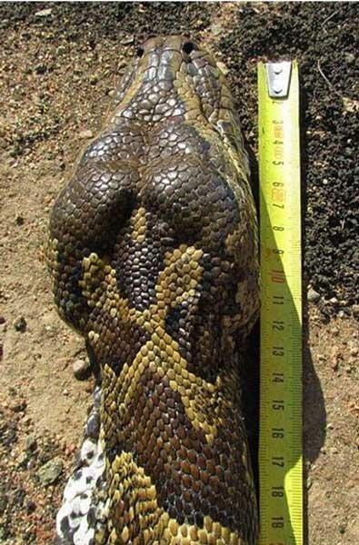 کشته شدن مار با قورت دادن خارپشت