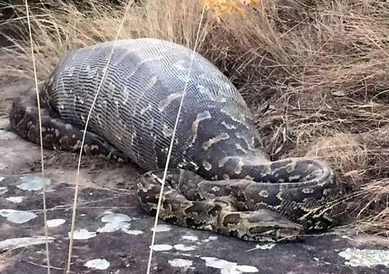کشته شدن مار با قورت دادن خارپشت