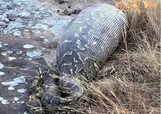 کشته شدن مار با قورت دادن خارپشت