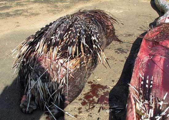 کشته شدن مار با قورت دادن خارپشت