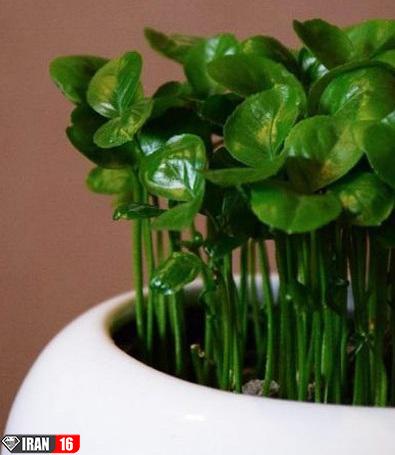 آموزش کاشت سبزه