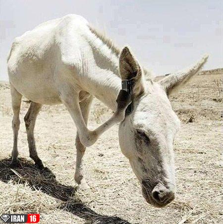 عکس های خنده دار و طنز با موضوع حیوانات 3 عکس های خنده دار و طنز