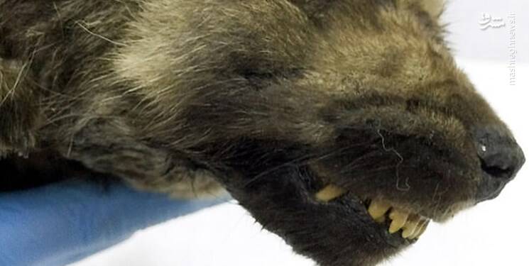 کشف جسد ۱۸ هزار ساله یک سگ +عکس