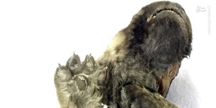 کشف جسد ۱۸ هزار ساله یک سگ +عکس