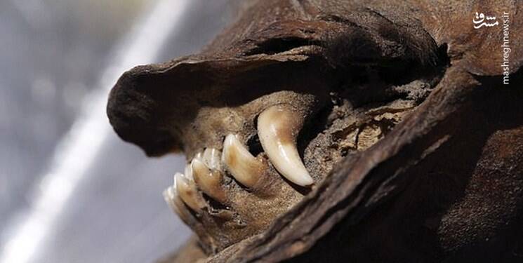 کشف جسد ۱۸ هزار ساله یک سگ +عکس