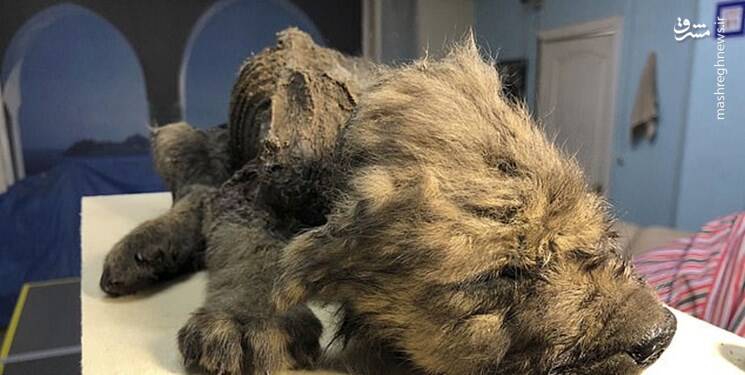 کشف جسد ۱۸ هزار ساله یک سگ +عکس