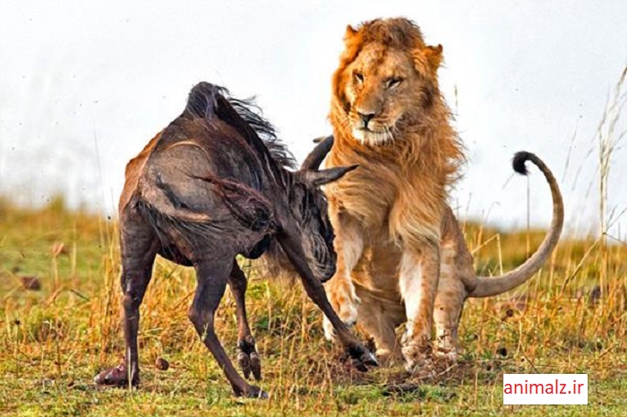 جنگ حیوانات و شکار حیوانات