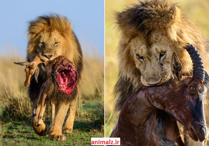 جنگ حیوانات و شکار حیوانات