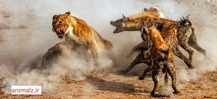 جنگ حیوانات و شکار حیوانات