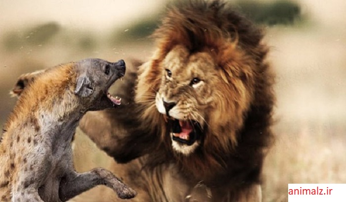 جنگ حیوانات و شکار حیوانات