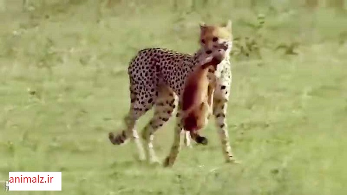 جنگ حیوانات و شکار حیوانات