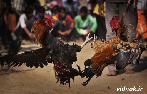 جنگ خروس لاری و محلی در تهران