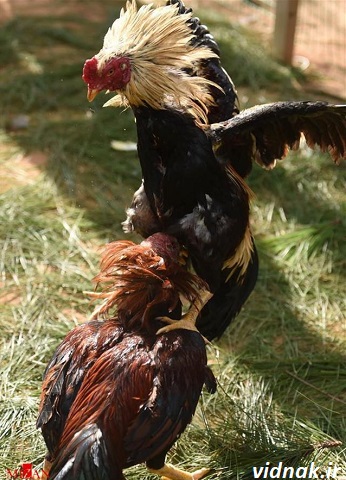 جنگ خروس لاری و محلی در تهران