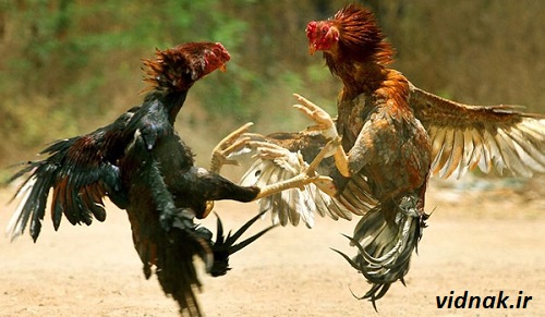 جنگ خروس لاری و محلی در تهران