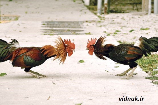 جنگ خروس لاری و محلی در تهران