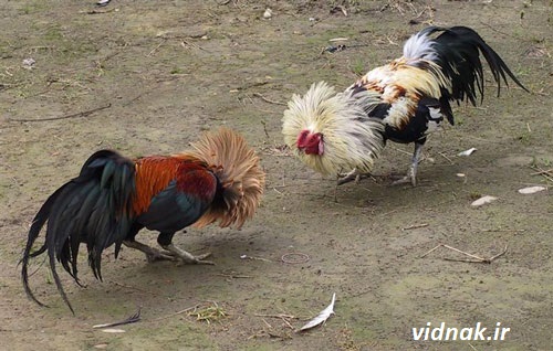 جنگ خروس لاری و محلی در تهران