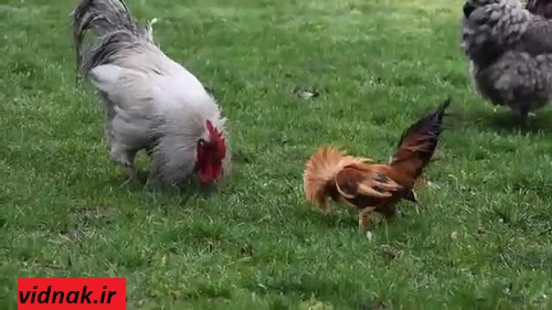 جنگ خروس لاری و محلی در تهران