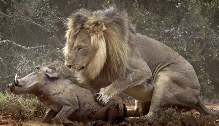 شکار گراز توسط شیر !! 1 Boar hunting by lion