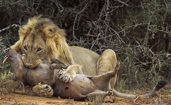 شکار گراز توسط شیر !! 2 Boar hunting by lion