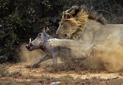 شکار گراز توسط شیر !! 5 شکار گراز توسط شیر !! Boar hunting by milk