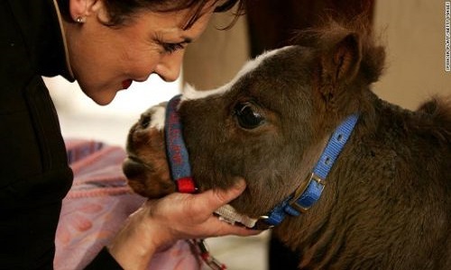 بزرگترین و کوچکترین اسب‌های دنیا+تصاویر