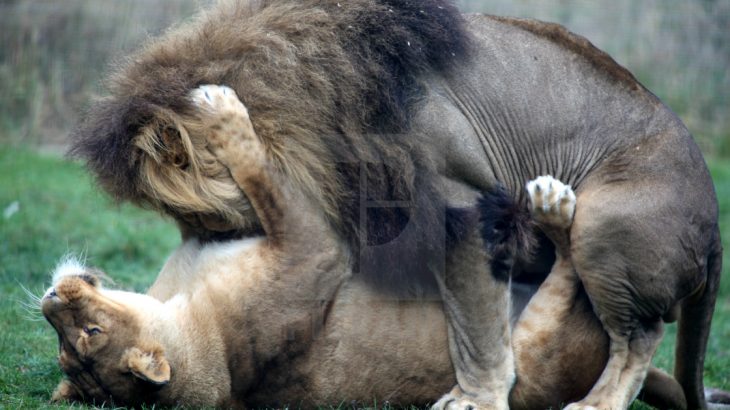 جفت گیری حیوانات،