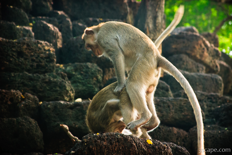 جفتگیری میمون ها Monkey mating