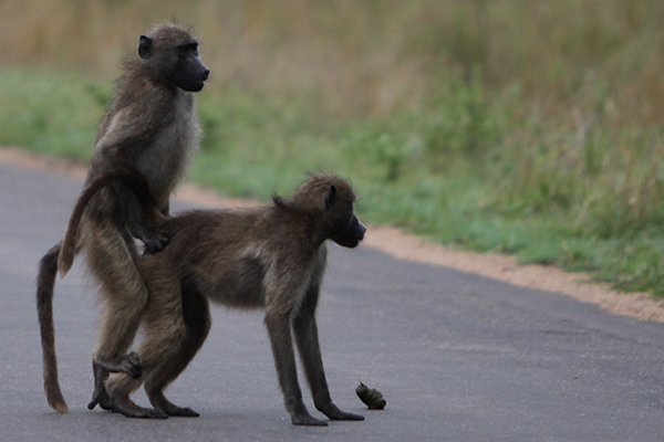 جفتگیری میمون ها Monkey mating