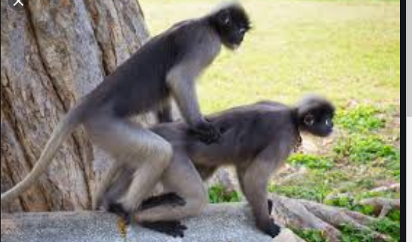 جفتگیری میمون ها Monkey mating