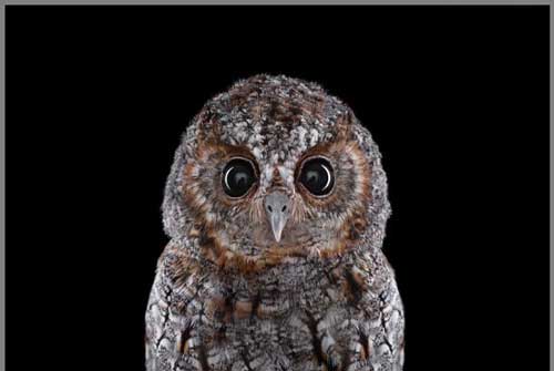 عکس های دیدنی آتیله ای زیبا از جغدها عکس های دیدنی آتیله ای زیبا از جغدها