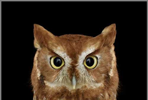 عکس های دیدنی آتیله ای زیبا از جغدها عکس های دیدنی آتیله ای زیبا از جغدها