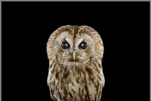 عکس های دیدنی آتیله ای زیبا از جغدها عکس های دیدنی آتیله ای زیبا از جغدها