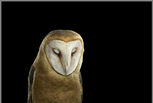 عکس های دیدنی آتیله ای زیبا از جغدها عکس های دیدنی آتیله ای زیبا از جغدها